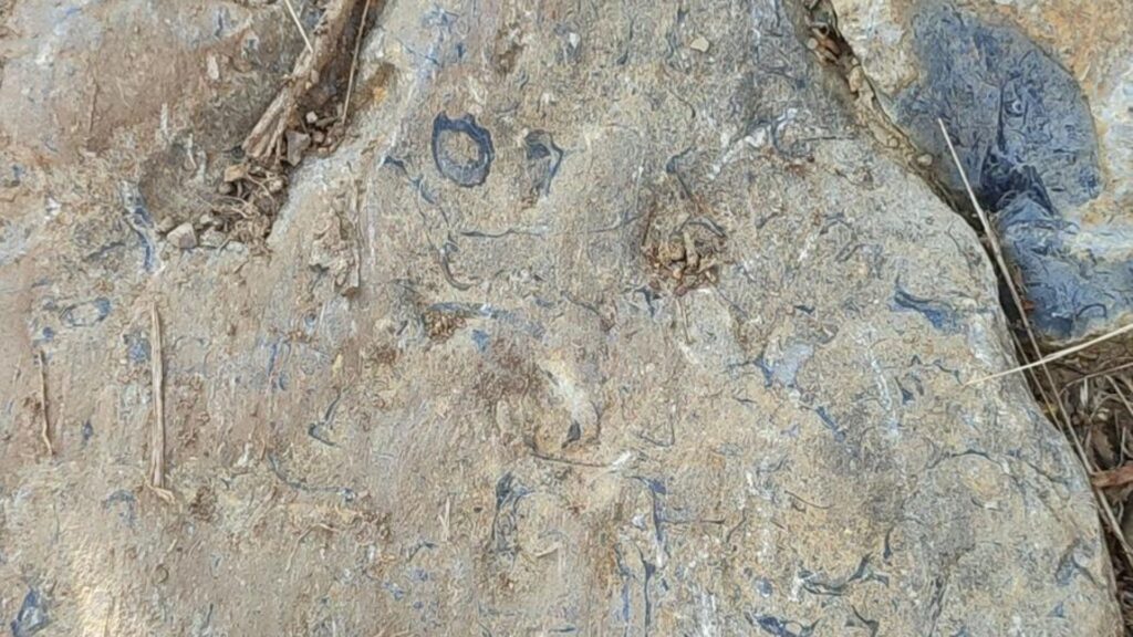 Fósil de bivalvo o concha