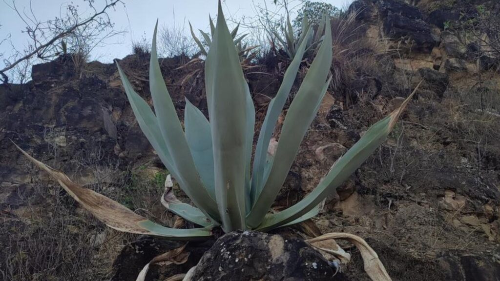 Fique: Es un tipo de agave, comúnmente conocido como maguey o pita.