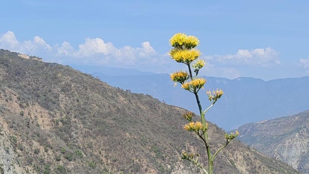 En el Cañón del Chicamocha florece el bosque seco tropical
